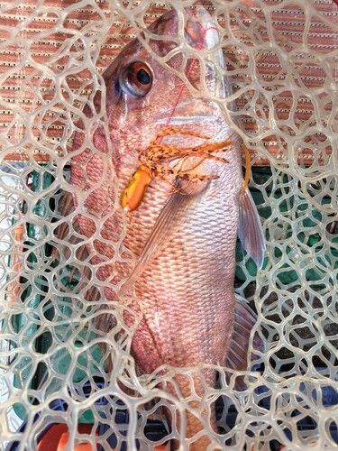 マダイの釣果