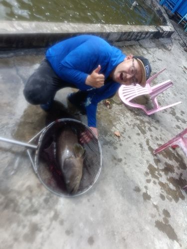 ハタの釣果