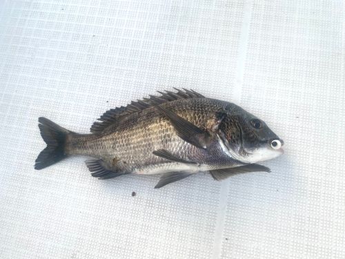 大阪湾