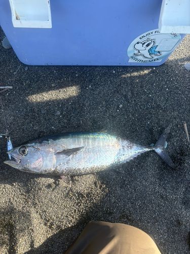 片浜海岸