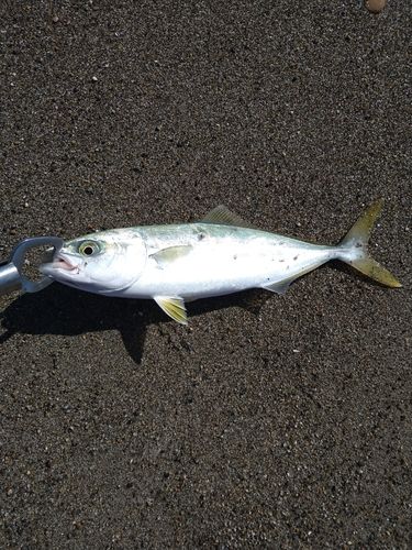 ワカシの釣果