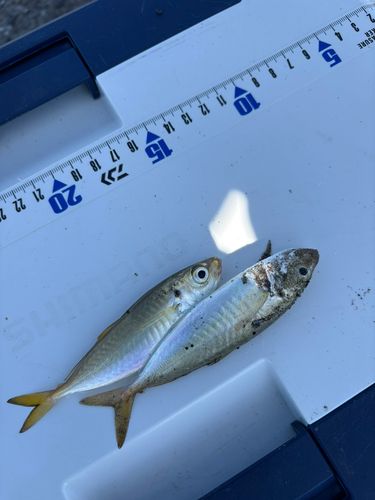 高洲海浜公園