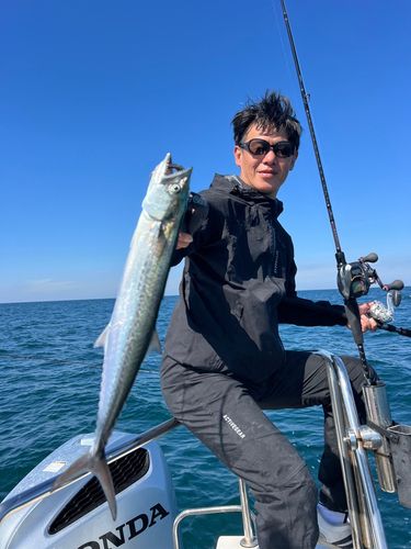 サゴシの釣果