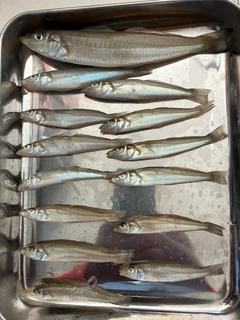 キスの釣果