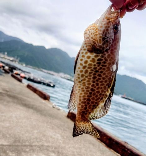 尾鷲漁港