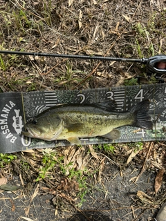 ブラックバスの釣果