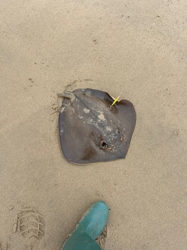 アカエイの釣果