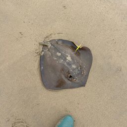 アカエイ