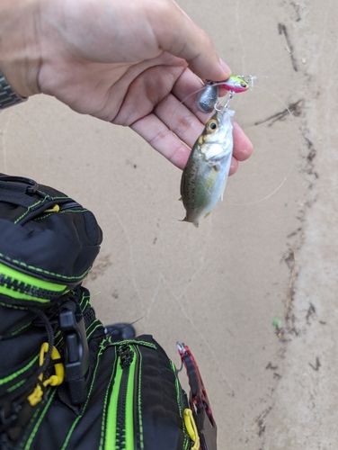 セイゴ（マルスズキ）の釣果