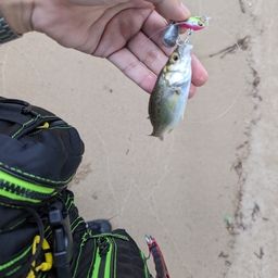 セイゴ（マルスズキ）