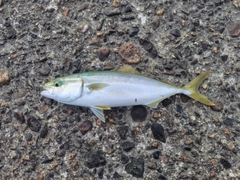 コゾクラの釣果