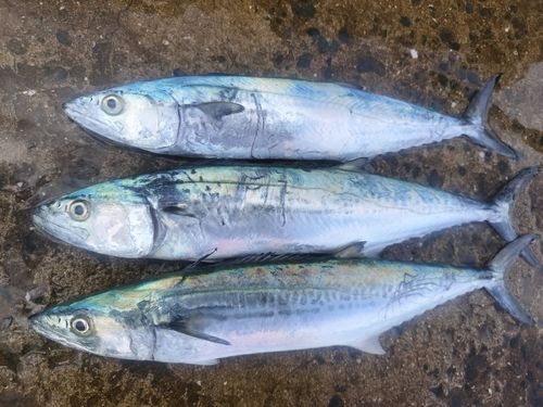 サゴシの釣果