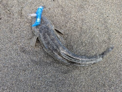 平砂浦海岸