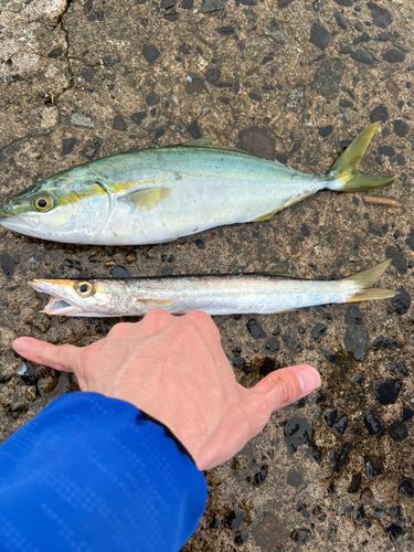 ツバスの釣果