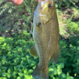 スモールマウスバス