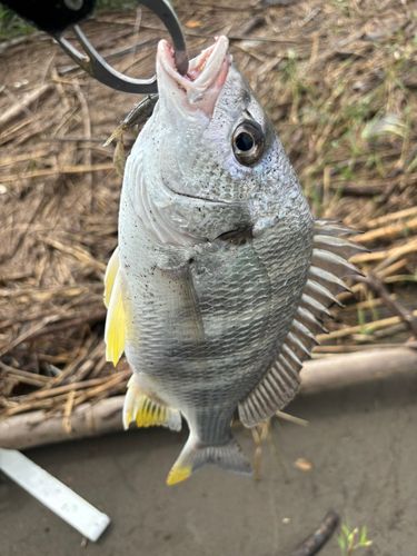 一ツ瀬川河口