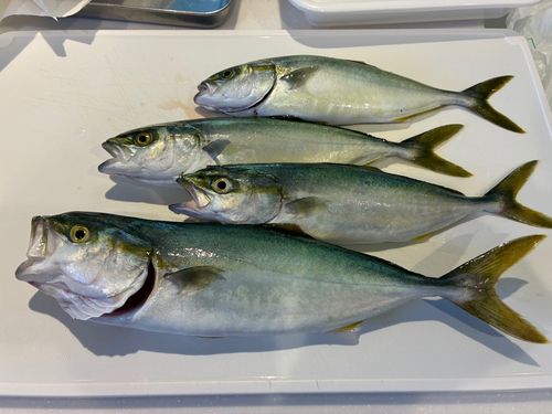 コゾクラの釣果