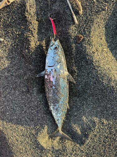 片浜海岸