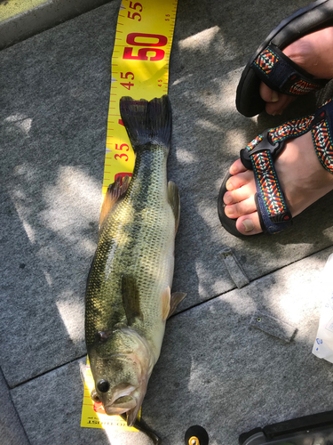 ブラックバスの釣果