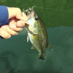 ラージマウスバス