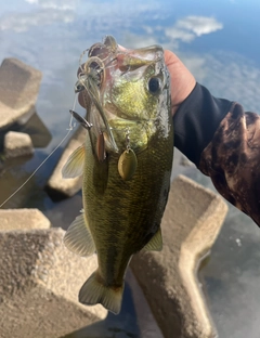 ラージマウスバスの釣果