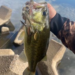 ラージマウスバス