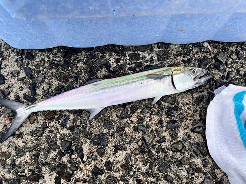 サゴシの釣果