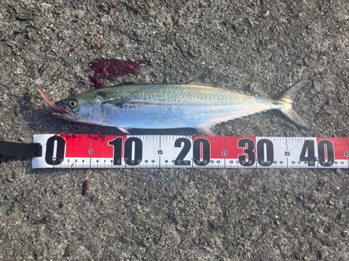 サゴシの釣果