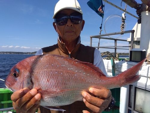 マダイの釣果