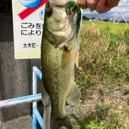 ブラックバス