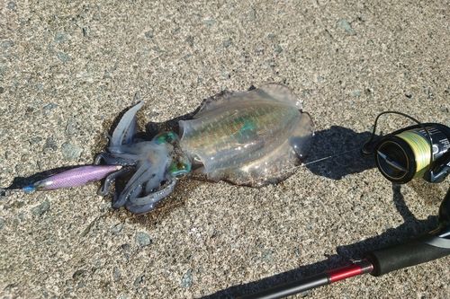 アオリイカの釣果