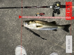 シーバスの釣果