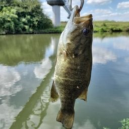 スモールマウスバス