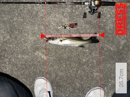 シーバスの釣果