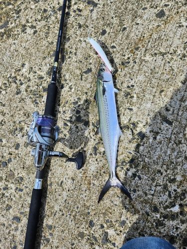 サゴシの釣果