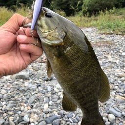 スモールマウスバス