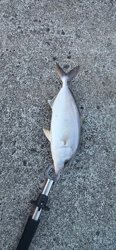 唐丹湾