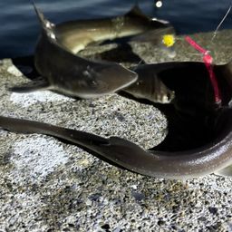 サメ