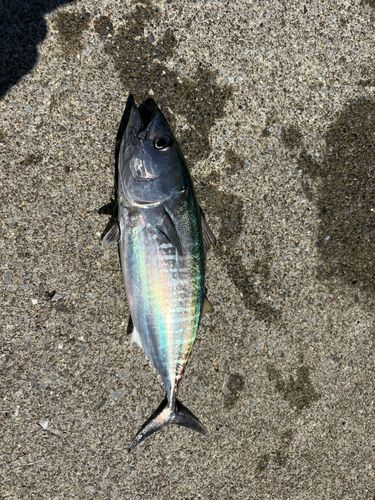 吉浜湾