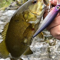 スモールマウスバス