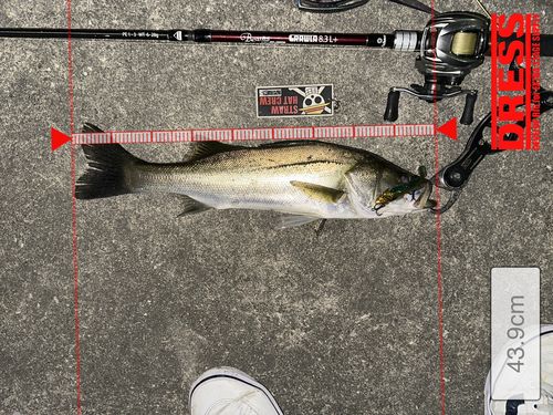 シーバスの釣果