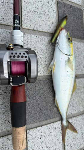 ツバスの釣果