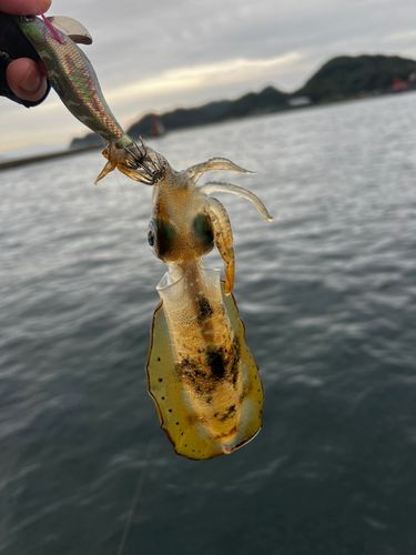 牛深漁港