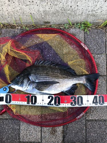 チヌの釣果