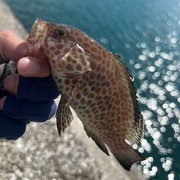 オオモンハタ