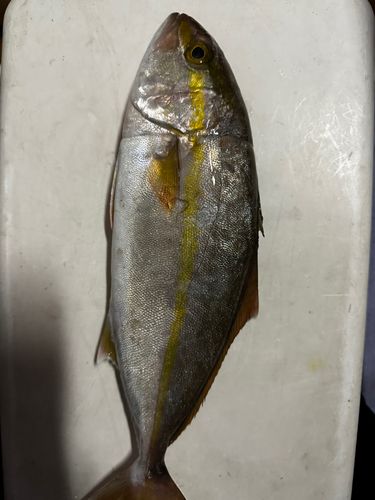 ネリゴの釣果