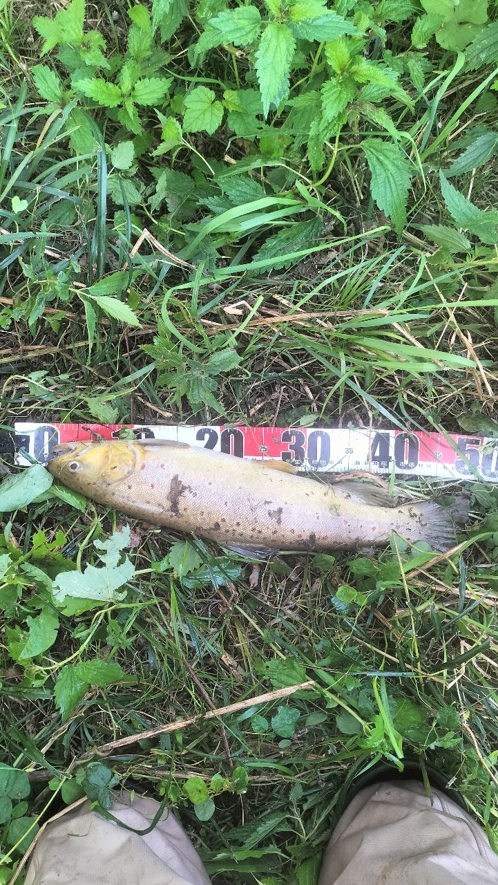 ブラウントラウト