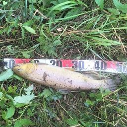 ブラウントラウト