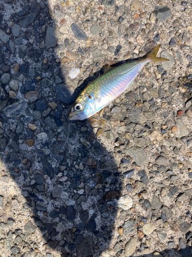 若洲海浜公園海釣り施設