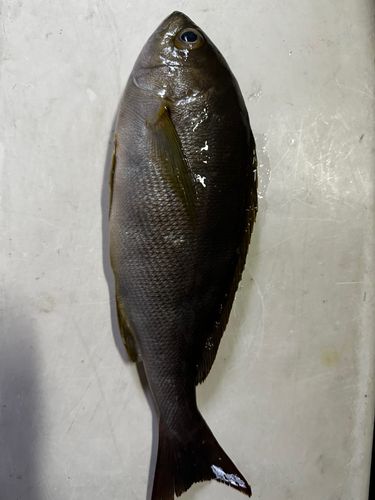 イサキの釣果